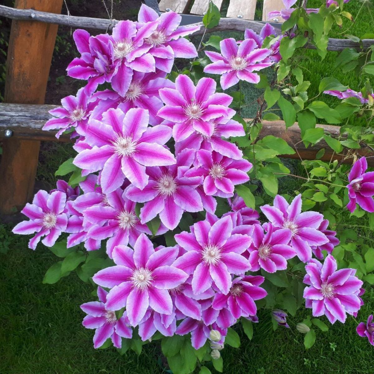 A close-up of beautiful pink flowers of clematis.