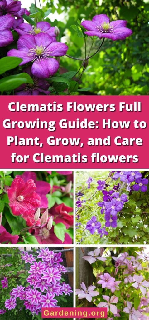 Clematis Flowers Full Growing Guide: How to Plant, Grow, and Care for Clematis flowers pinterest image.