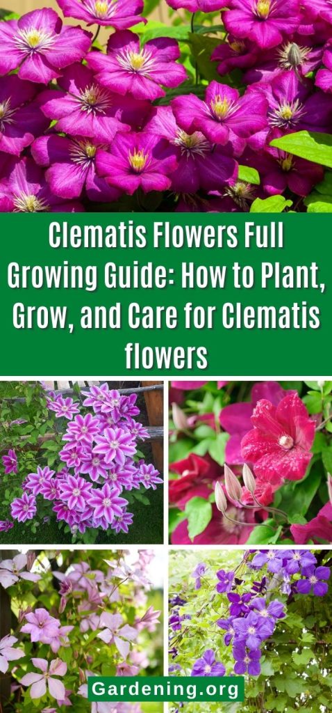 Clematis Flowers Full Growing Guide: How to Plant, Grow, and Care for Clematis flowers pinterest image.