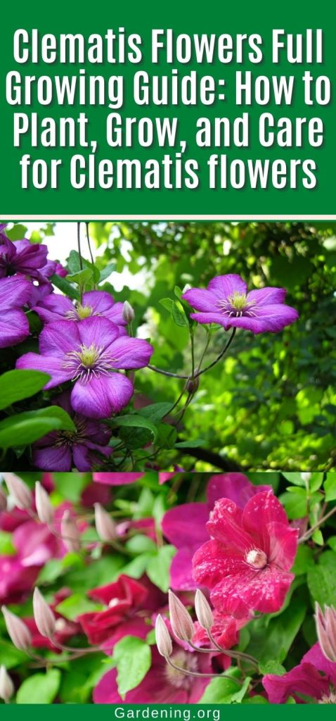 Clematis Flowers Full Growing Guide: How to Plant, Grow, and Care for Clematis flowers pinterest image.
