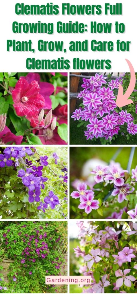 Clematis Flowers Full Growing Guide: How to Plant, Grow, and Care for Clematis flowers pinterest image.