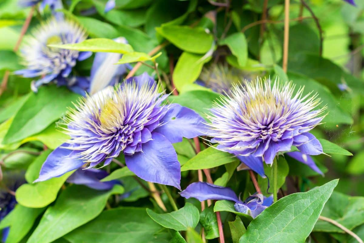 Clematis needs a structure to climb on as it grows