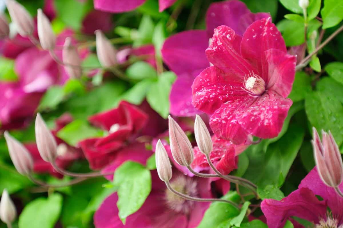 Mixed colors of clematis blend well together in the garden