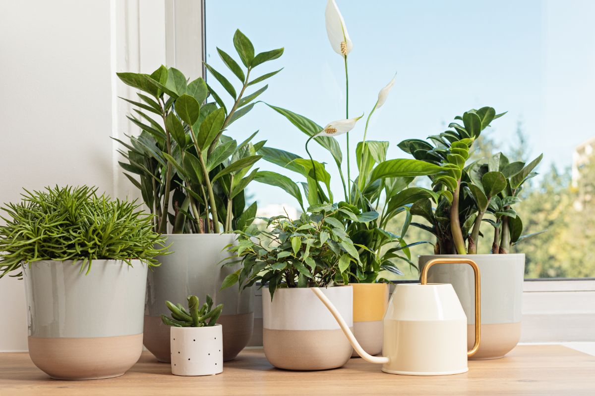 Several varieties of houseplants line a bright counter