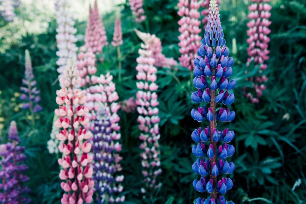 Delphi Decatur Plant Delphiniums Full Growing Guide (Plant, Grow, and Care) - Gardening