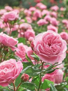 cropped-8-rose.jpg