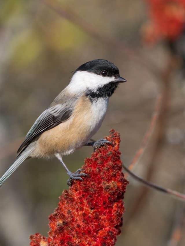 12 Brilliant Tips for Creating a Winter Bird Habitat
