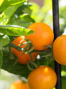 cropped-basil-sungold-tomatoes.jpg