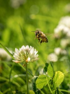 cropped-bee-on-clover-field.jpg