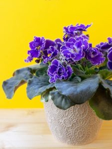 cropped-blooming-african-violet.jpg