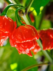 cropped-carolina-reaper.jpg