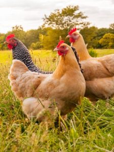 chickens-sunset