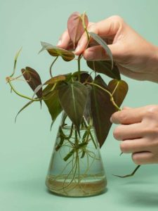 A gardener holding philodendron cuttings in a glass container.