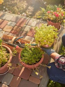 cropped-taking-care-of-houseplants.jpg