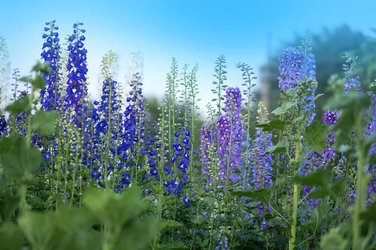 Delphiniums are native to northern locations and mountains
