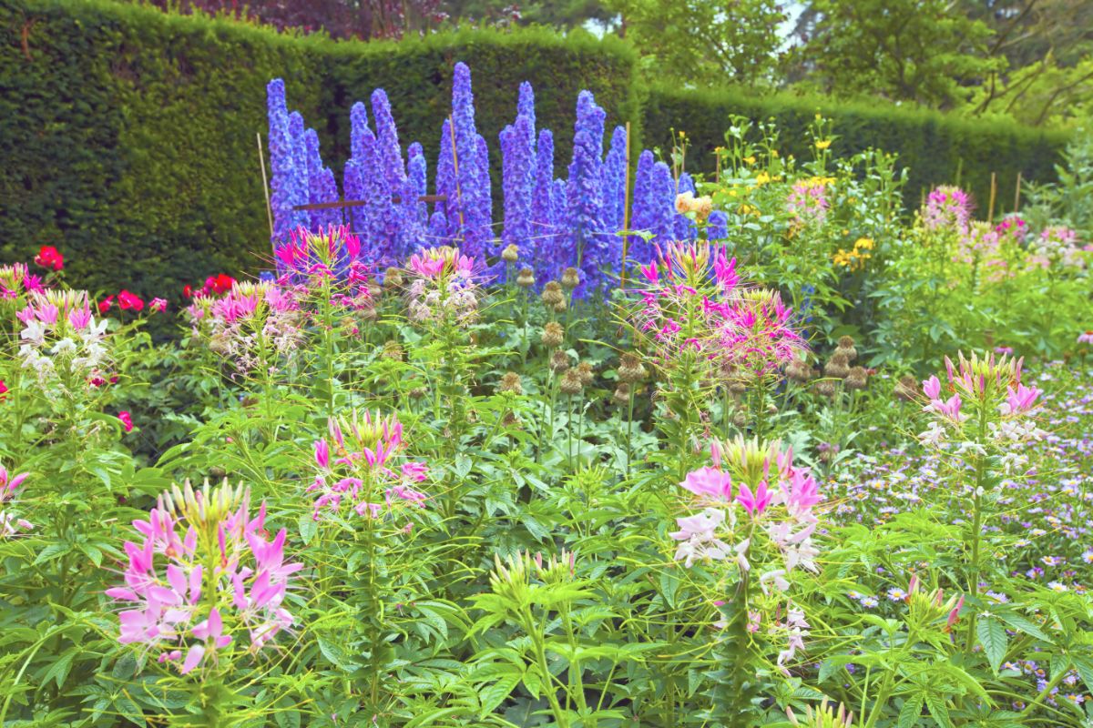 Delphiniums will tolerate partial shade and do well in full sun
