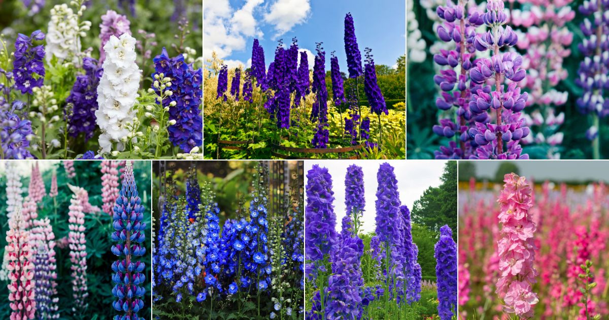Seven images of beautiful flowering delphiniums.