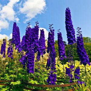 Beautiful vibrant purple blooming delphiniums growing in a garden on a sunny day.