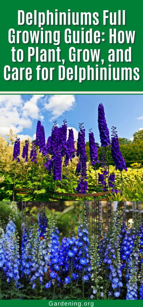 Delphiniums Full Growing Guide: How to Plant, Grow, and Care for Delphiniums pinterest image.