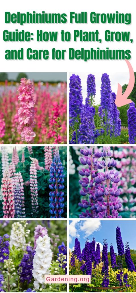 Delphiniums Full Growing Guide: How to Plant, Grow, and Care for Delphiniums pinterest image.