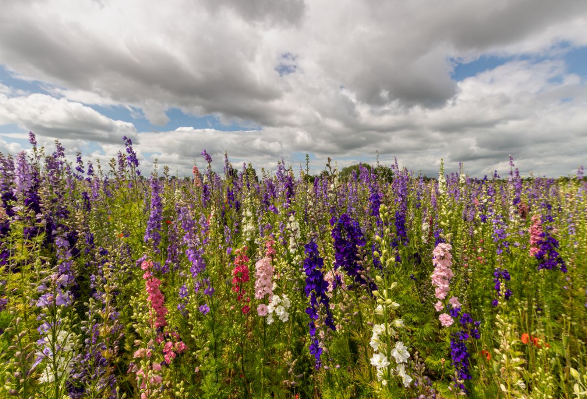 A filled filled with tall colorful Delphiniums is a sight to see