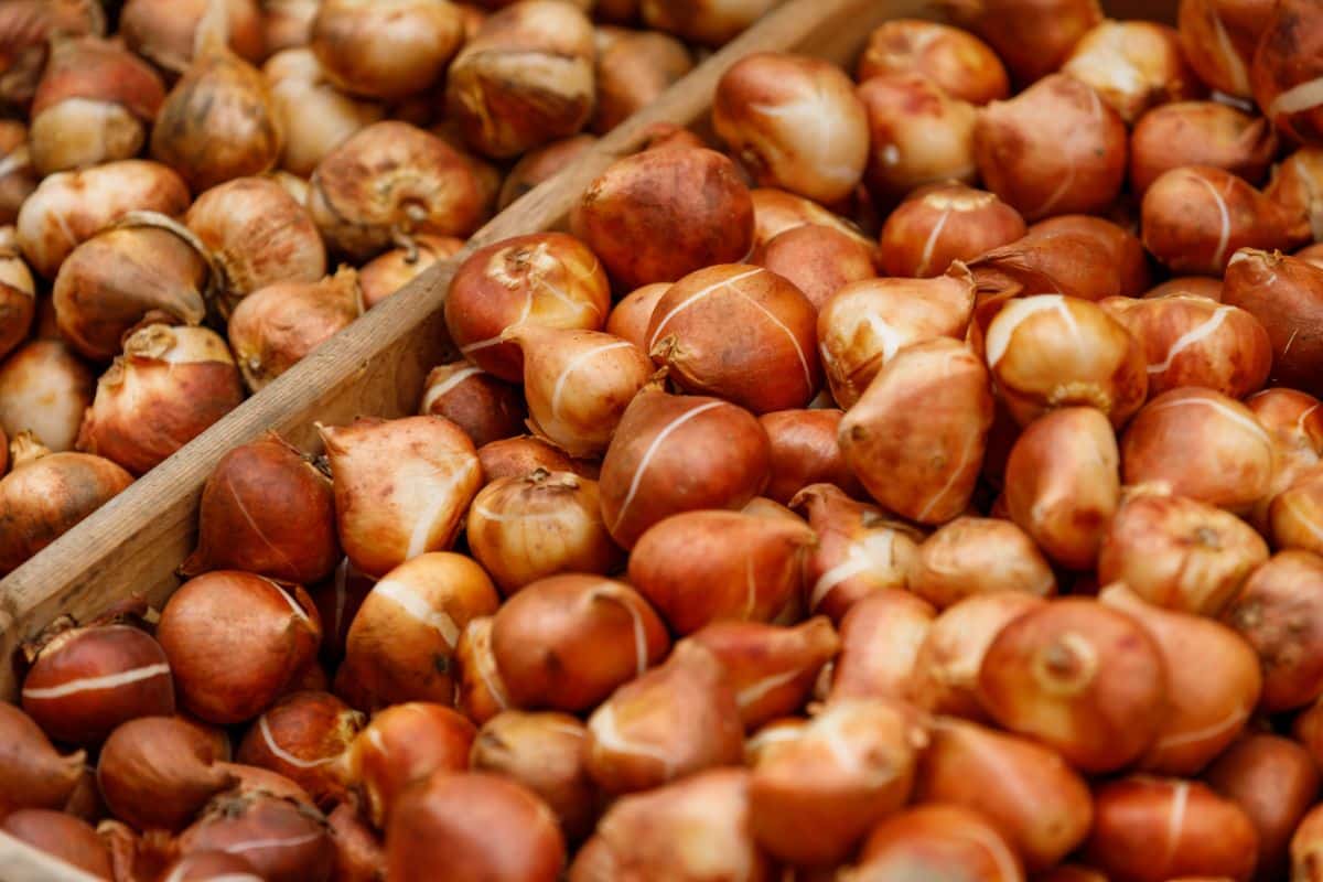 A box of mixed fall flower bulbs ready for planting