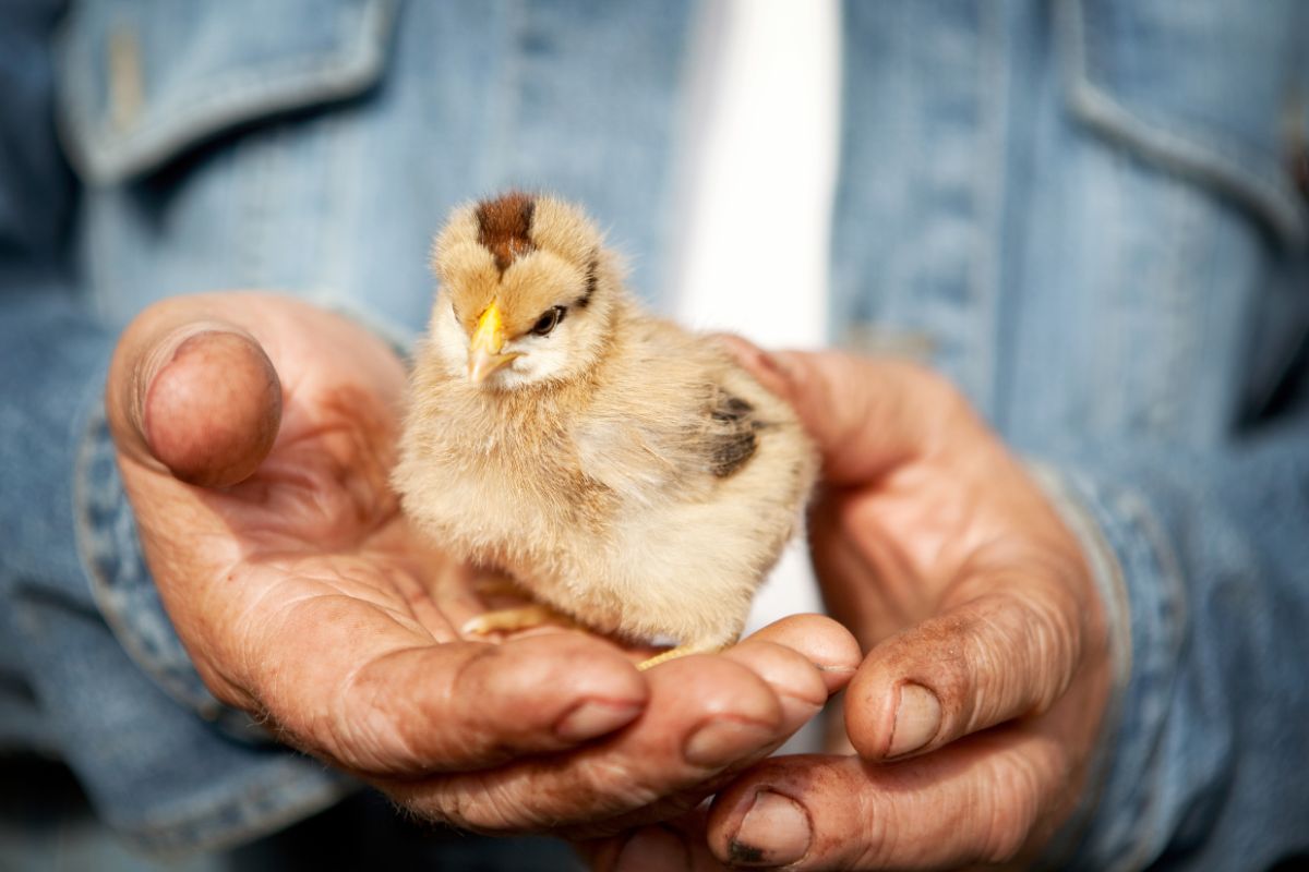 A young chick with stripes and markings held in a man's hands