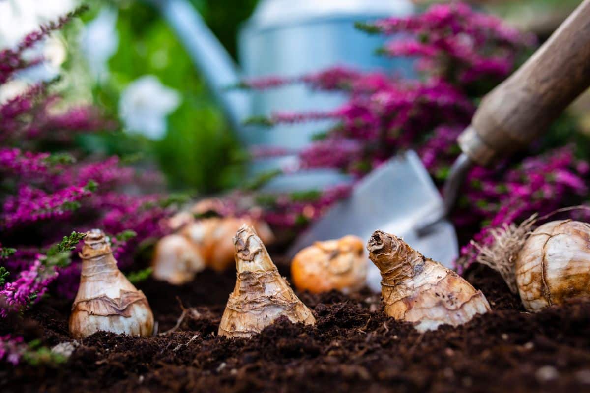 Bulbs laid out in soil for fall planting