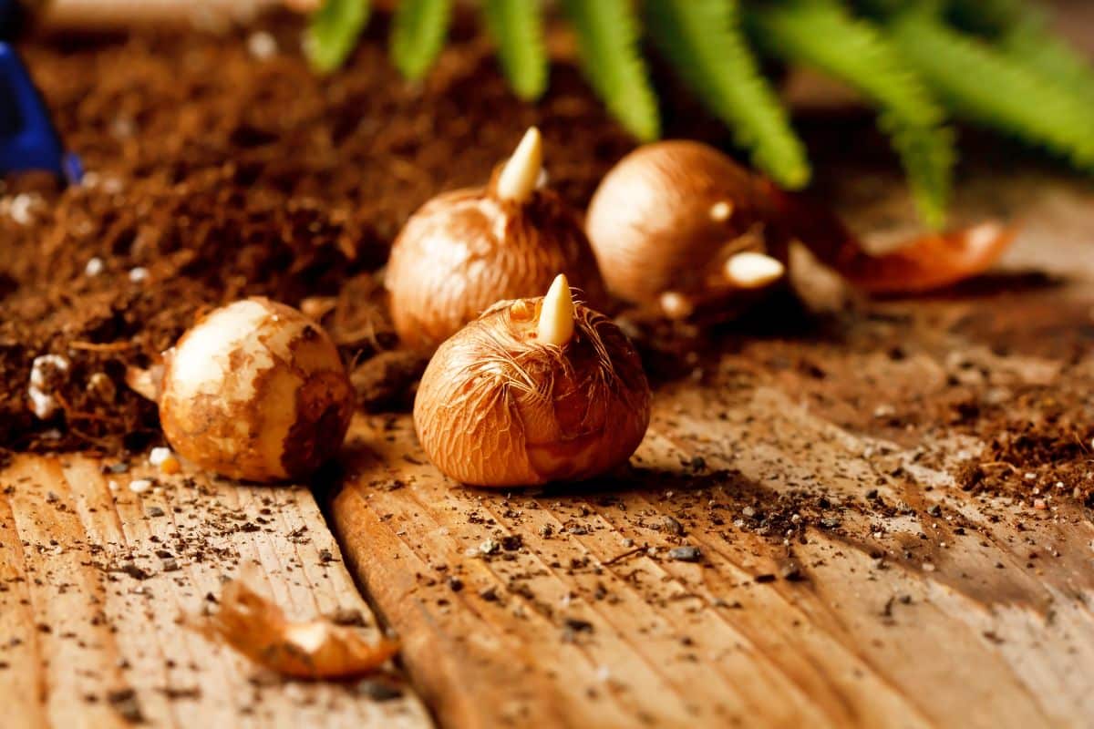 Fall bulbs with sprouts ready for planting