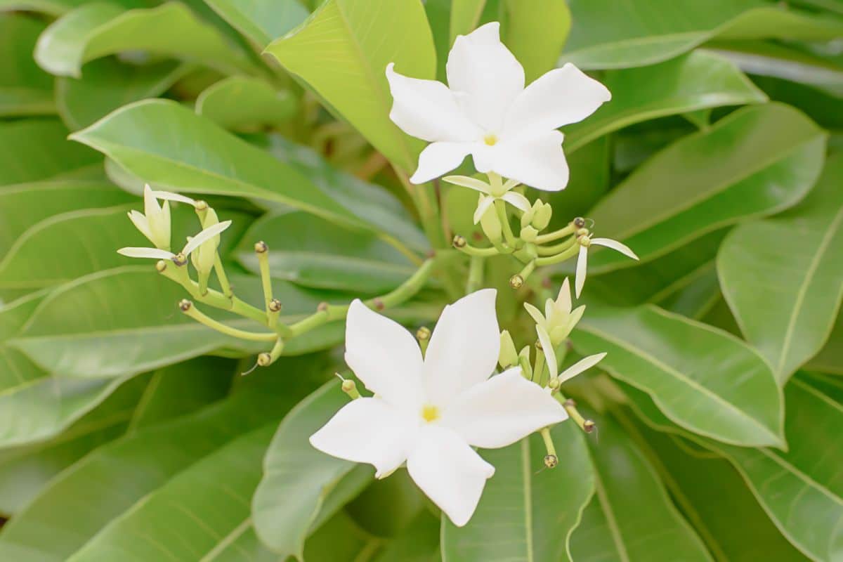 Most garden pests ignore jasmine