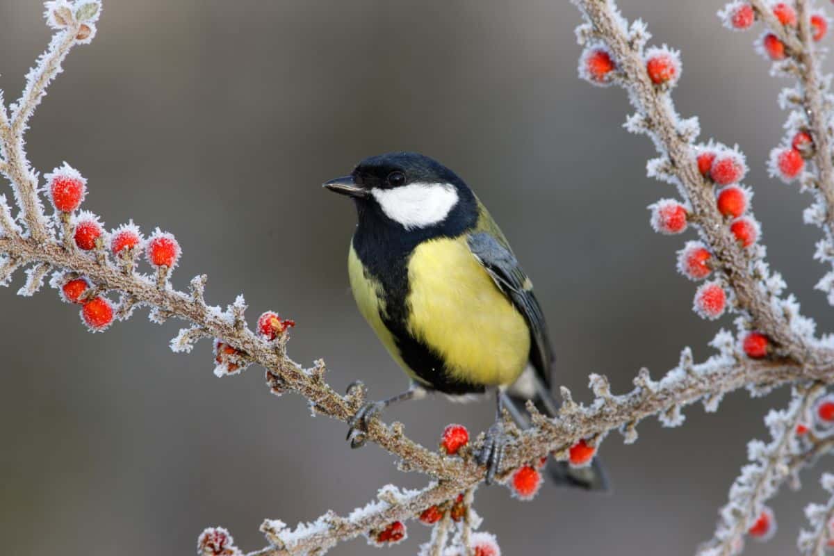 A bird sitting on a frozen branch with red winter berries