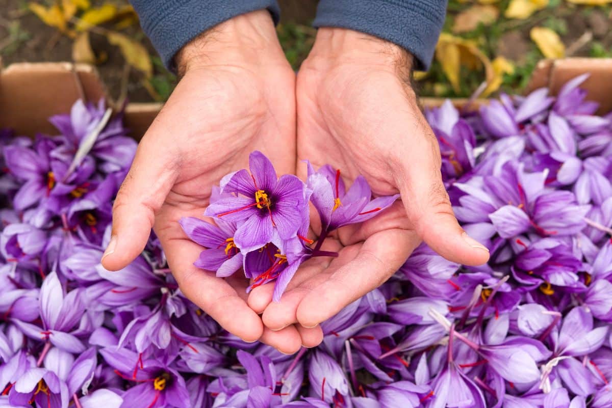 A gardener holds a handful of saffron crocus flowers