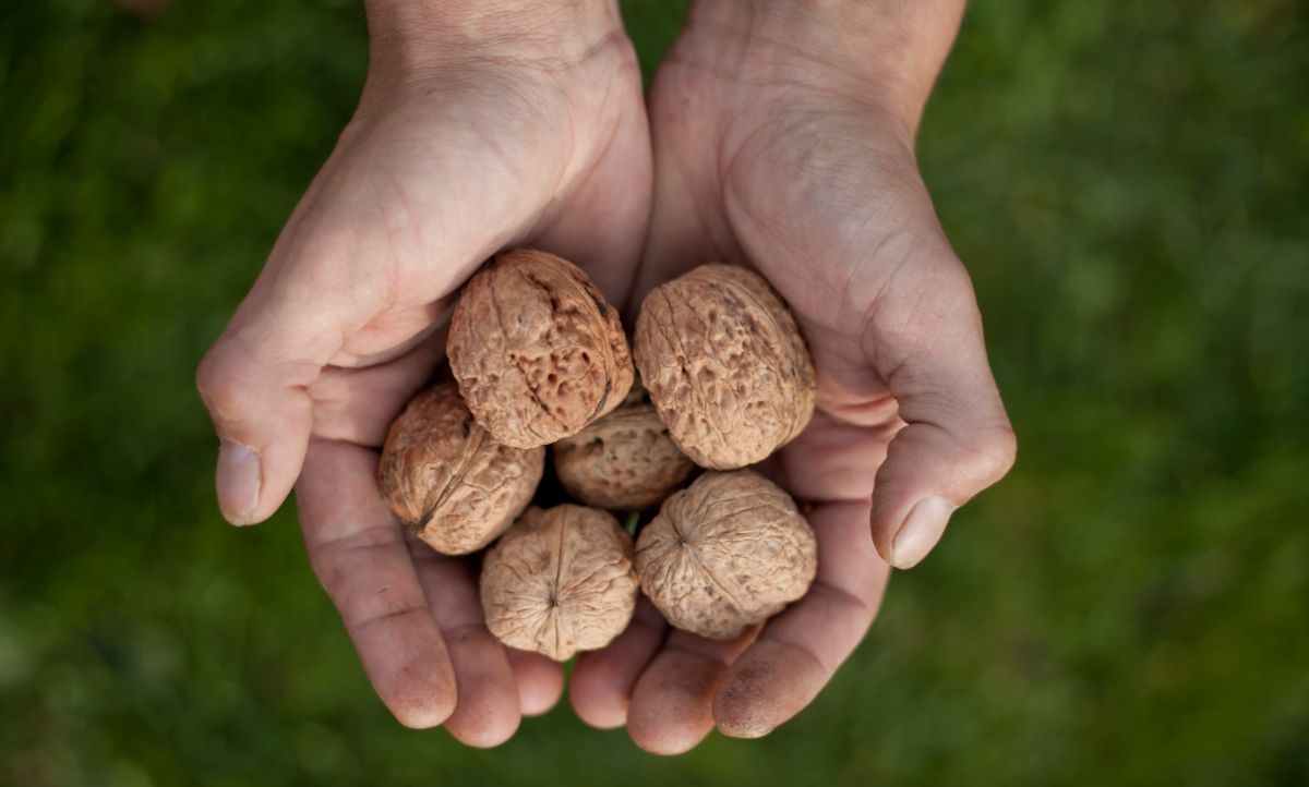 A gardener holds a handful of homegrown walnuts