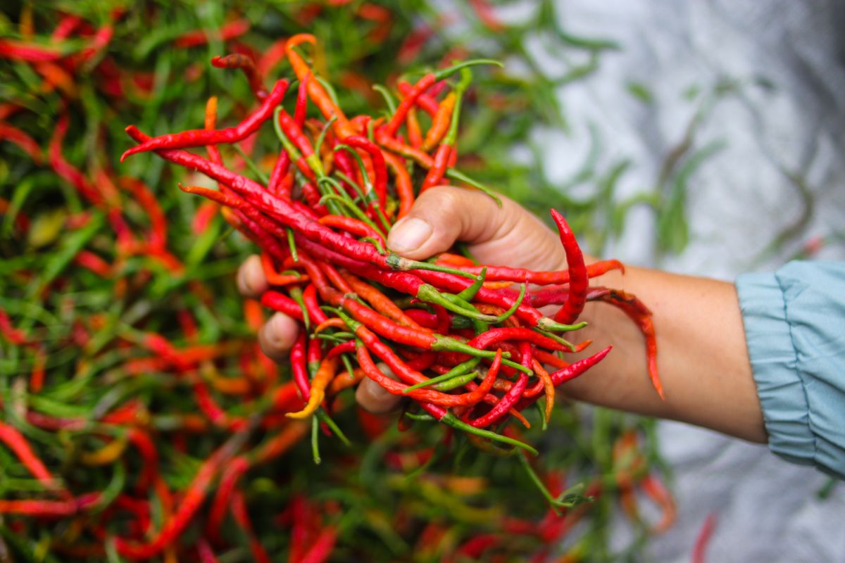 A grower holds a handful of red and orange hot peppers