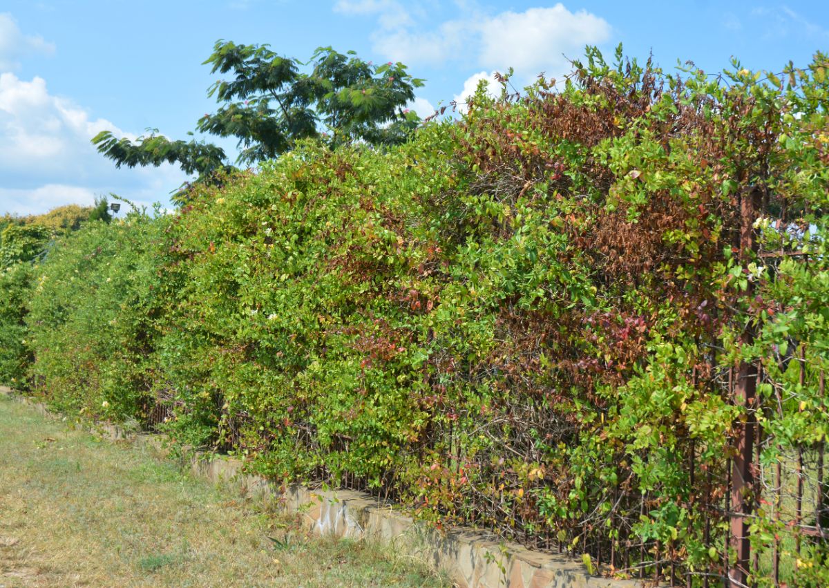 Honeysuckle is a good choice to lend privacy to a fence