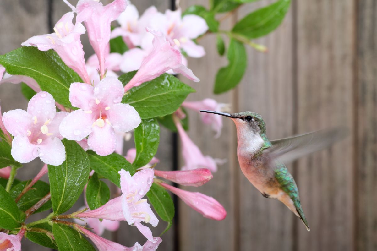 A hummingbird enjoys a meal from a honeysuckle bush