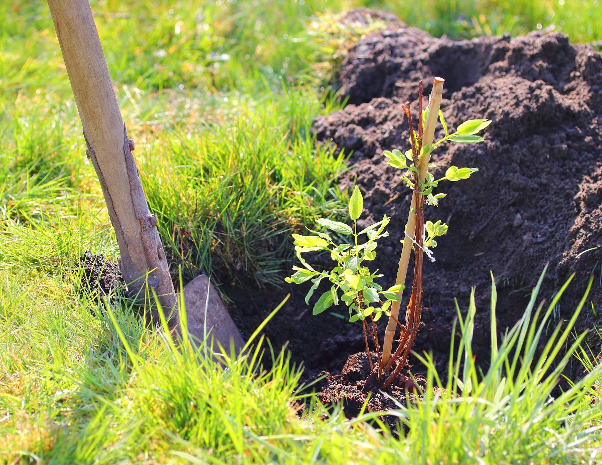 A gardener plants a honeysuckle in an area of lawn