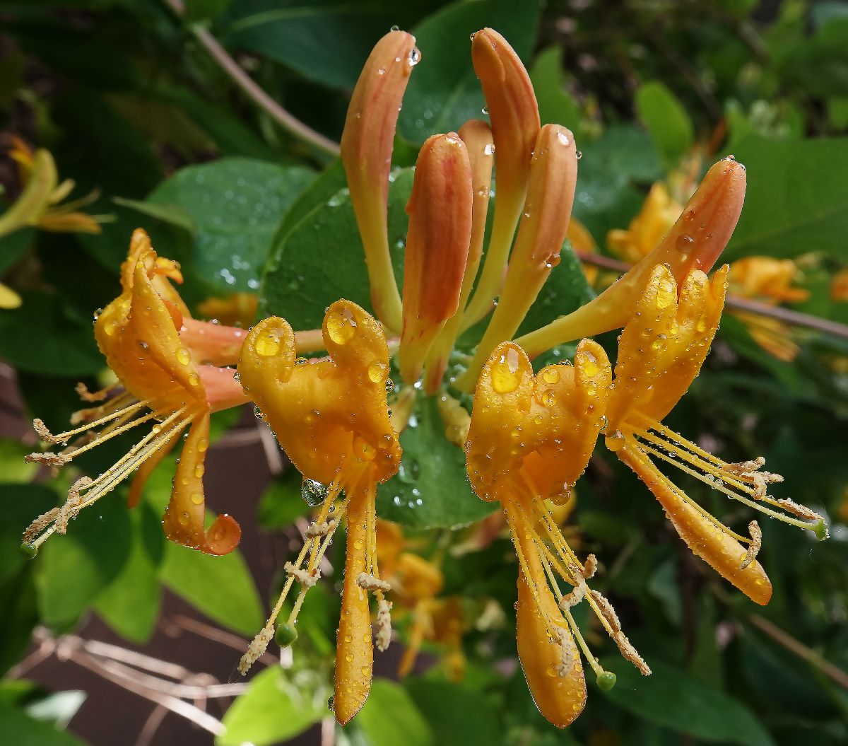Orange honeysuckle blossoms; the plant thrives in normal moisture conditions