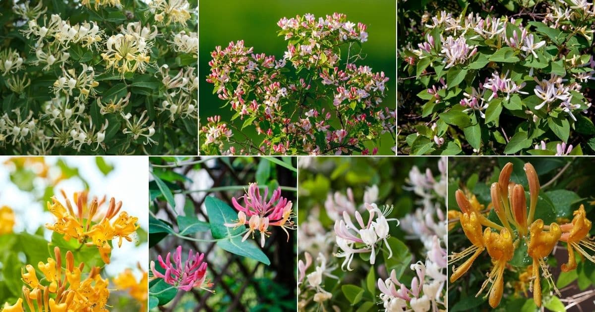 Seven images of flowering honeysuckles.