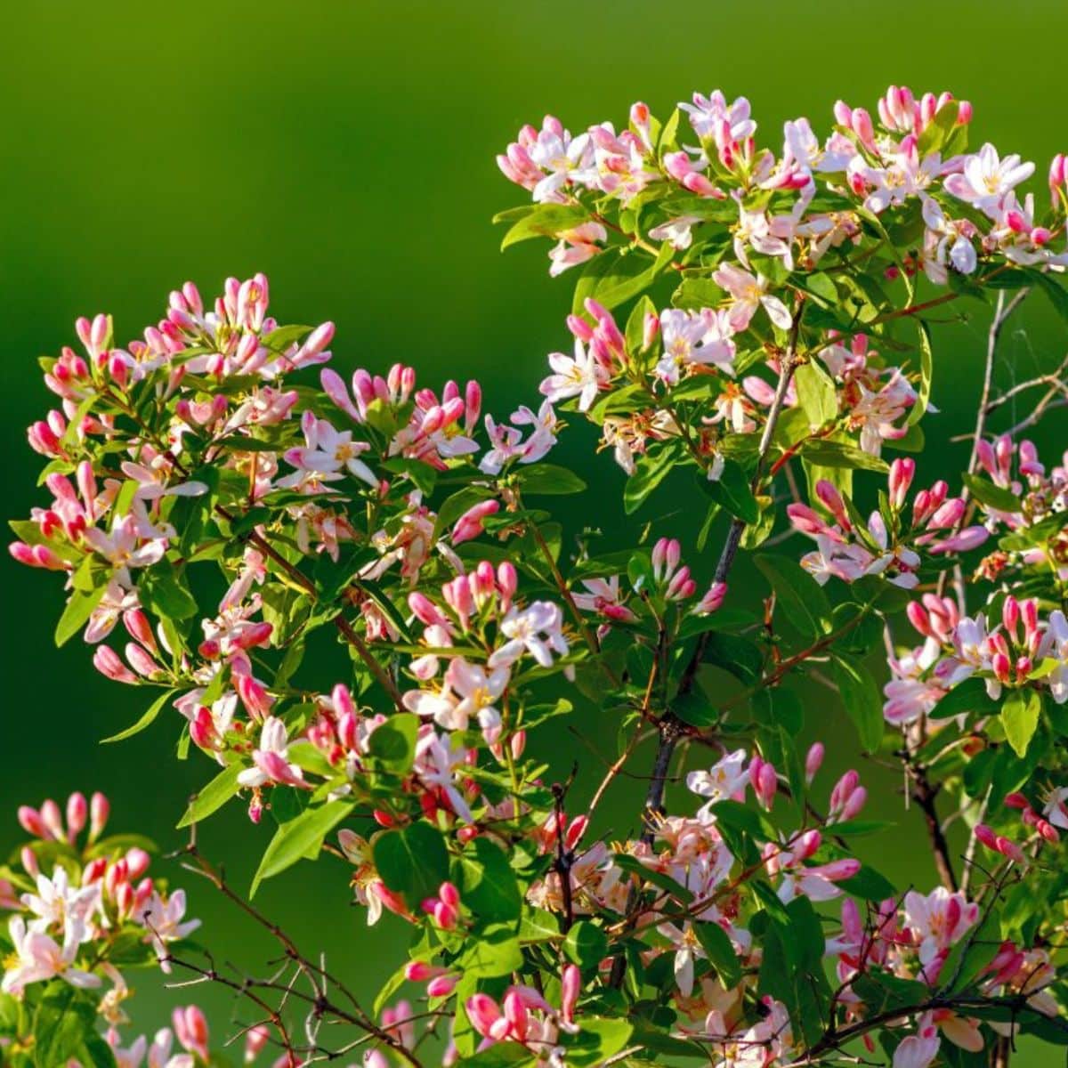 A close-up of a blooming honeysuckle bush on a sunny day.