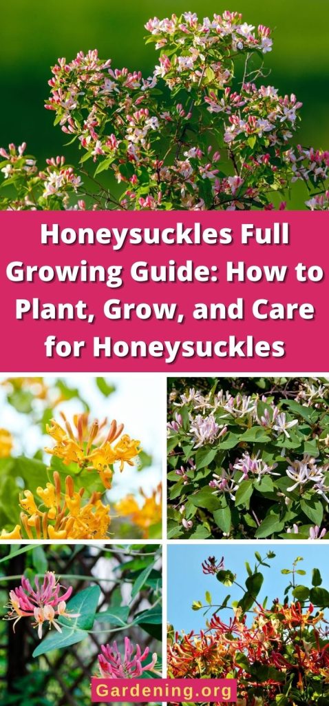 Honeysuckles Full Growing Guide: How to Plant, Grow, and Care for Honeysuckles pinterest image.