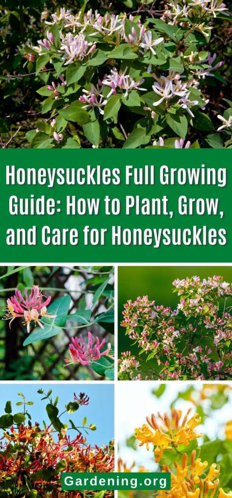 Honeysuckles Full Growing Guide: How to Plant, Grow, and Care for Honeysuckles pinterest image.