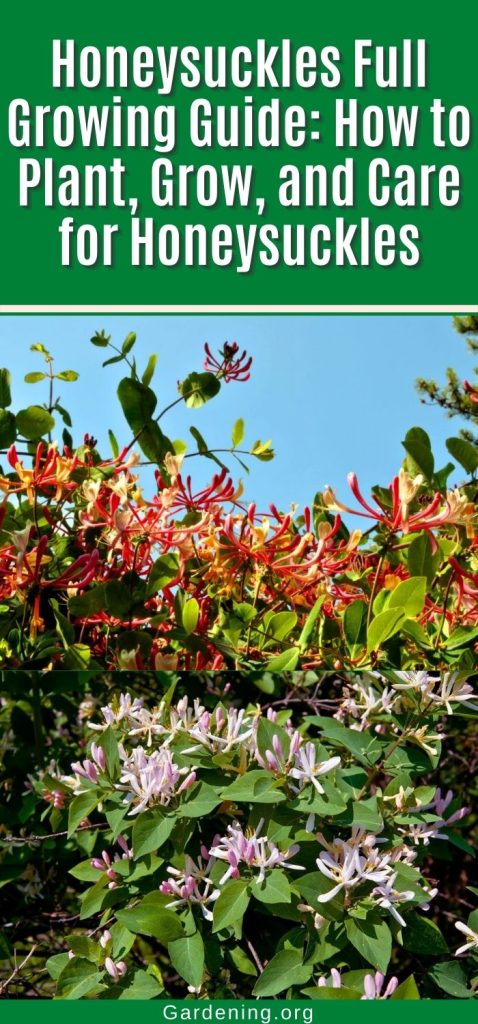 Honeysuckles Full Growing Guide: How to Plant, Grow, and Care for Honeysuckles pinterest image.