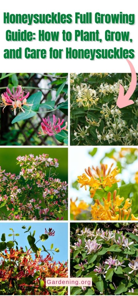 Honeysuckles Full Growing Guide: How to Plant, Grow, and Care for Honeysuckles pinterest image.