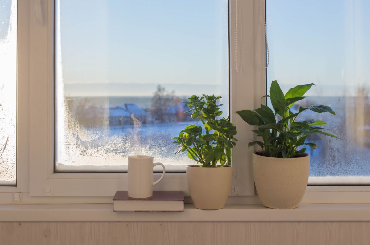 Happy, healthy houseplants sitting on a windowsill