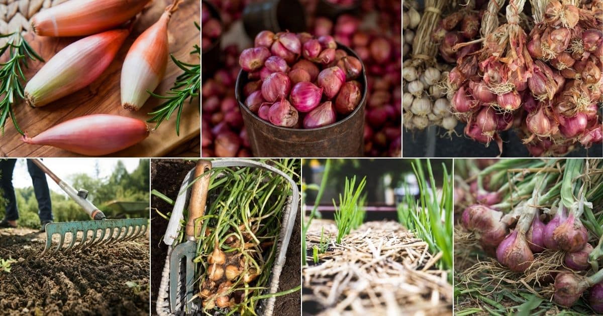 French Grey Shallots 20 Bulbs for Planting or Eating. Great Taste