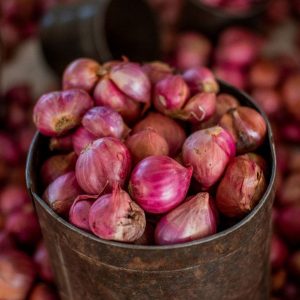 A bucket full of freshly harvested shallots.