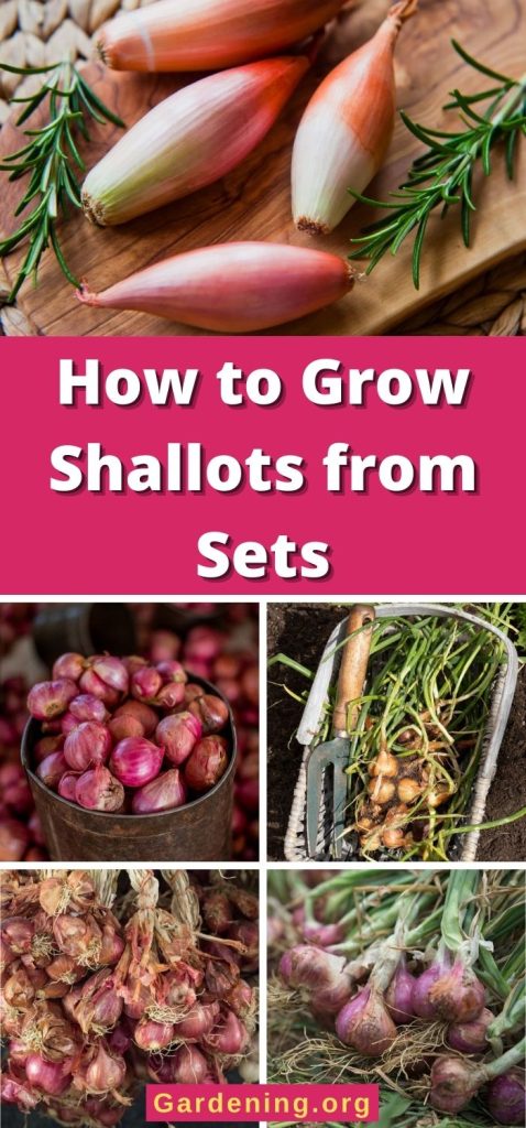 How to Grow Shallots from Sets pinterest image.