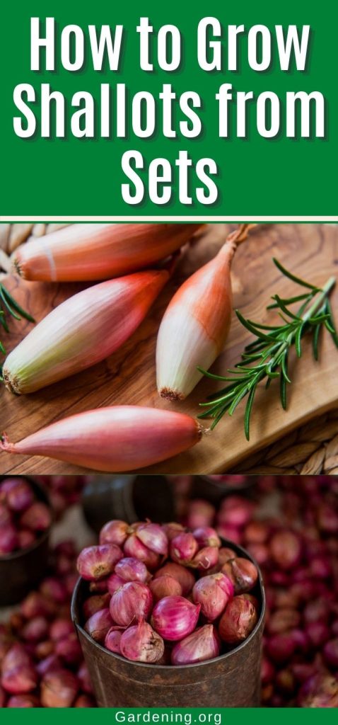 How to Grow Shallots from Sets pinterest image.
