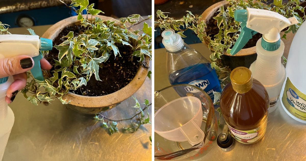 Image of a gardener spraying a plant with homemade vinegar spray and image of a homemade vinegar spray with ingredients on a table.